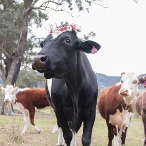 Meet your Posher, Katrina